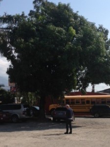 Mango tree near our lunch stop