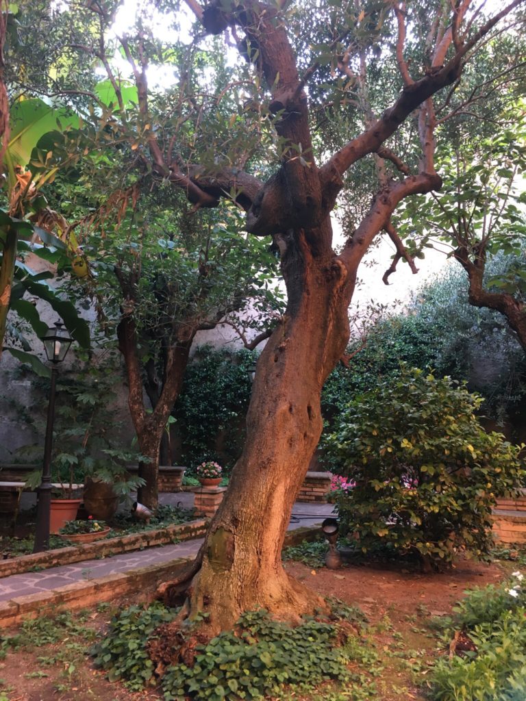 A 1,000-year-old olive tree in the courtyard at the Communità di Sant'Egidio.